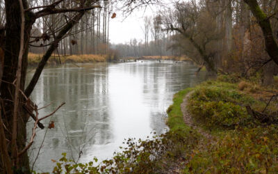 Mechtersheimer Auen – Wo der Rhein so fließt wie vor 200 Jahren