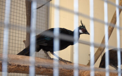 Vogelhalter und Zoos wappnen sich gegen Vogelgrippe
