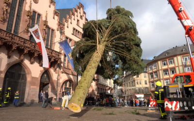 Frankfurter Weihnachtsbaum angeliefert
