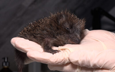 Herbstliche Hilfe für Igel