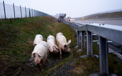 Tiertransporter auf A49 umgestürzt