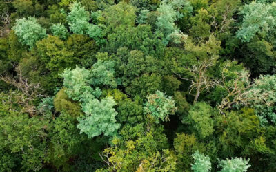 Waldzustandsbericht: Der Wald in Rheinland-Pfalz erholt sich etwas