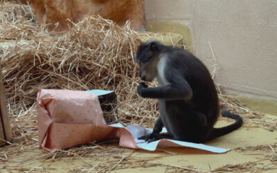 Weihnachts-Überraschung für Tiere im Landauer Zoo