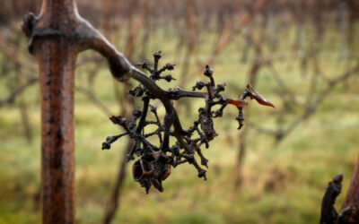 Viele Sorgen bei Winzern
