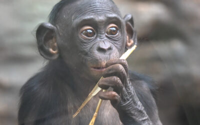 Bonobo-Äffchen im Frankfurter Zoo geboren