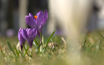Turbo-Frühling bringt Sonnenschein und bis zu 20 Grad