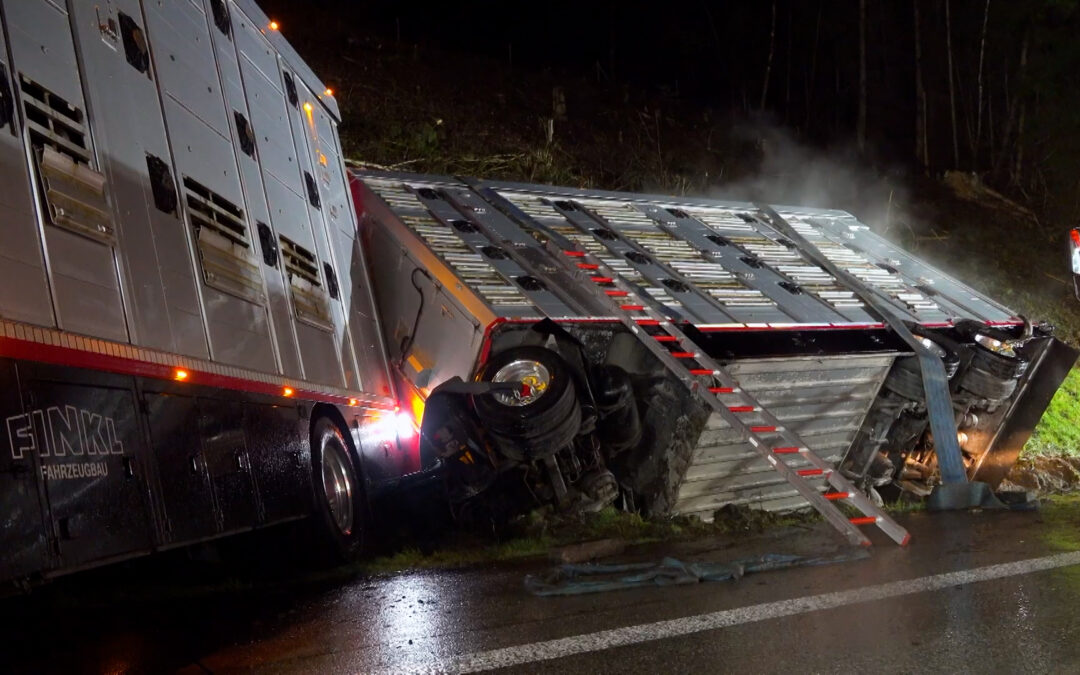 Lastwagen mit Rindern im Westerwald verunglückt