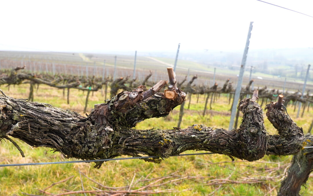 Suche nach alkoholfreien Wein-Alternativen