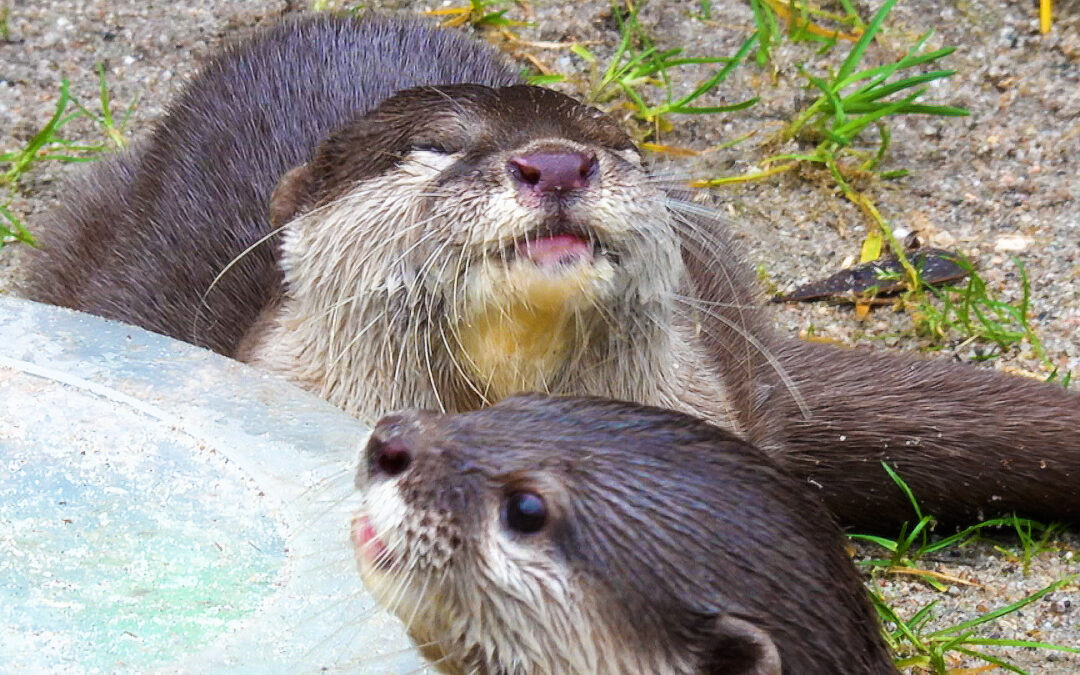 Otterpärchen im Landauer Zoo