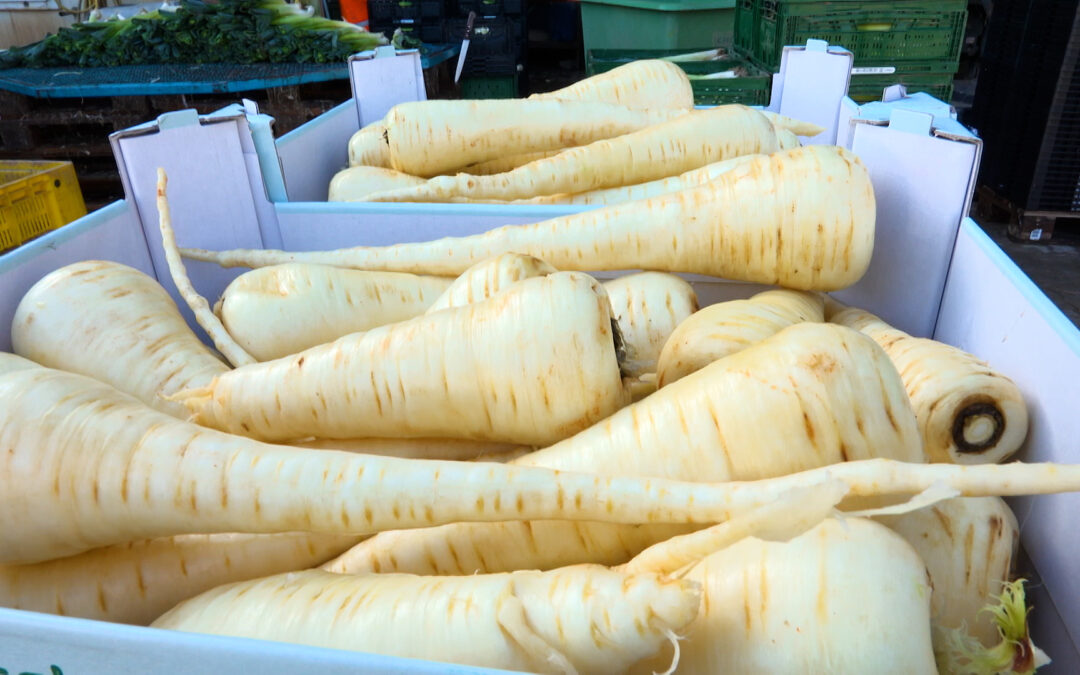 Voll im Trend – In Kandel werden Pastinaken geerntet