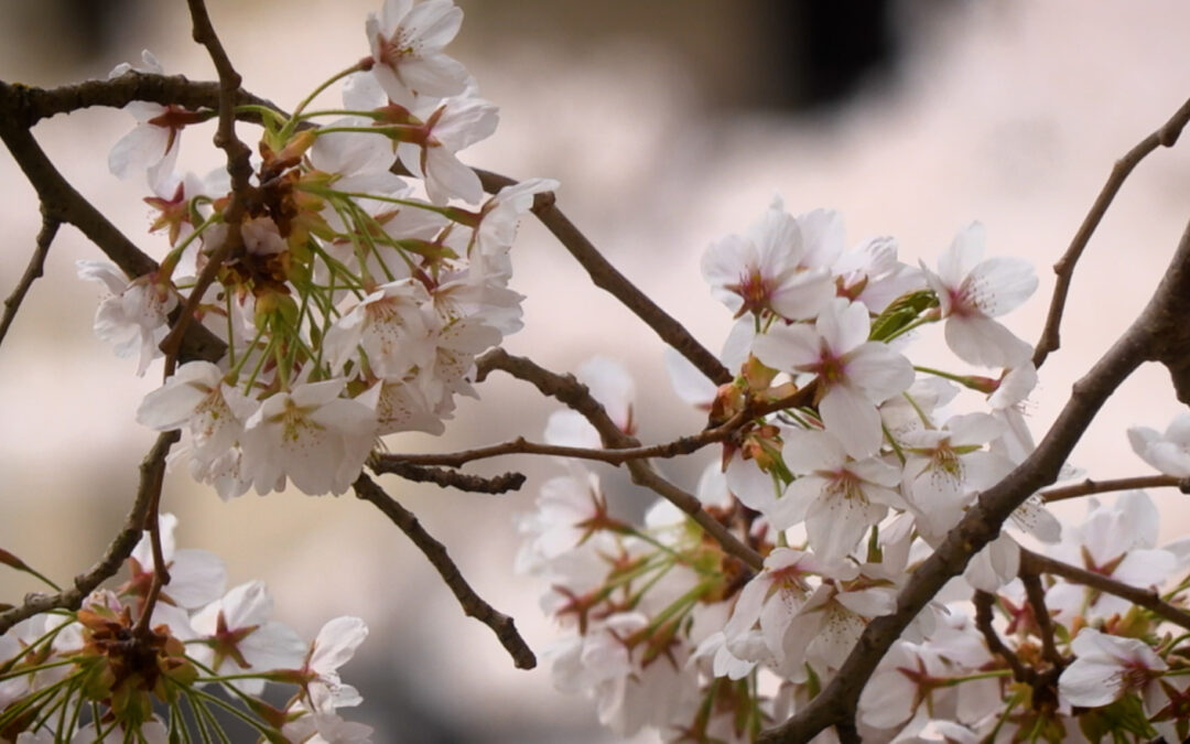 Kirschblüte im Japanischen Garten