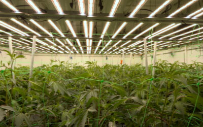 Bilanz: Zwei Jahre Cannabisgesetz