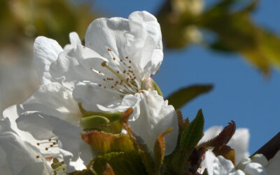 Prachtvolle Kirschenblüte in Witzenhausen