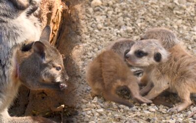 Putziger Nachwuchs im Zoo Kaiserslautern