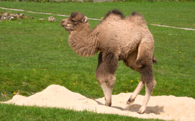 Trampeltier-Nachwuchs im Opel-Zoo