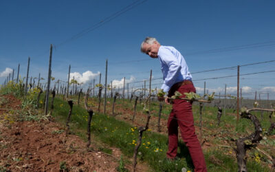 Weinbau in der Krise