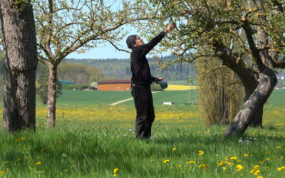 Fuldaer Daniel Berghold ist der „Baumflüsterer“