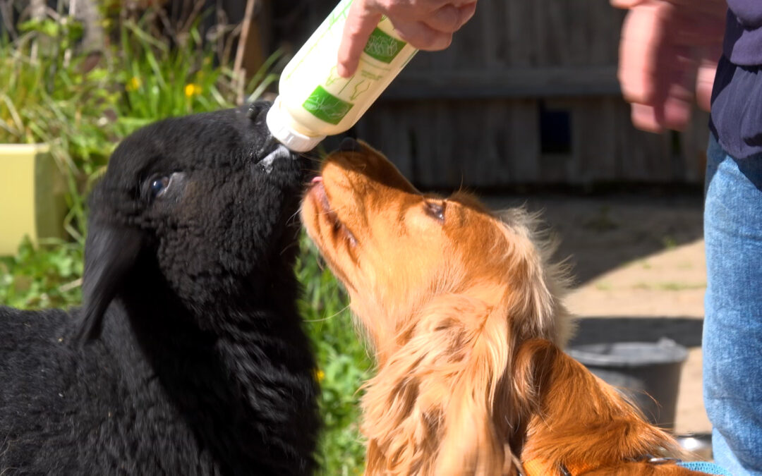 Ungewöhnliche Tierfreundschaft
