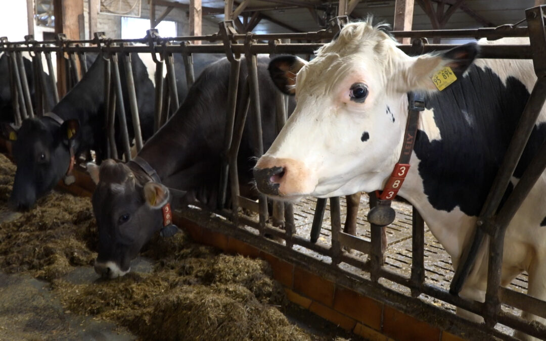 Molkereien besorgt über Milchpreisentwicklung