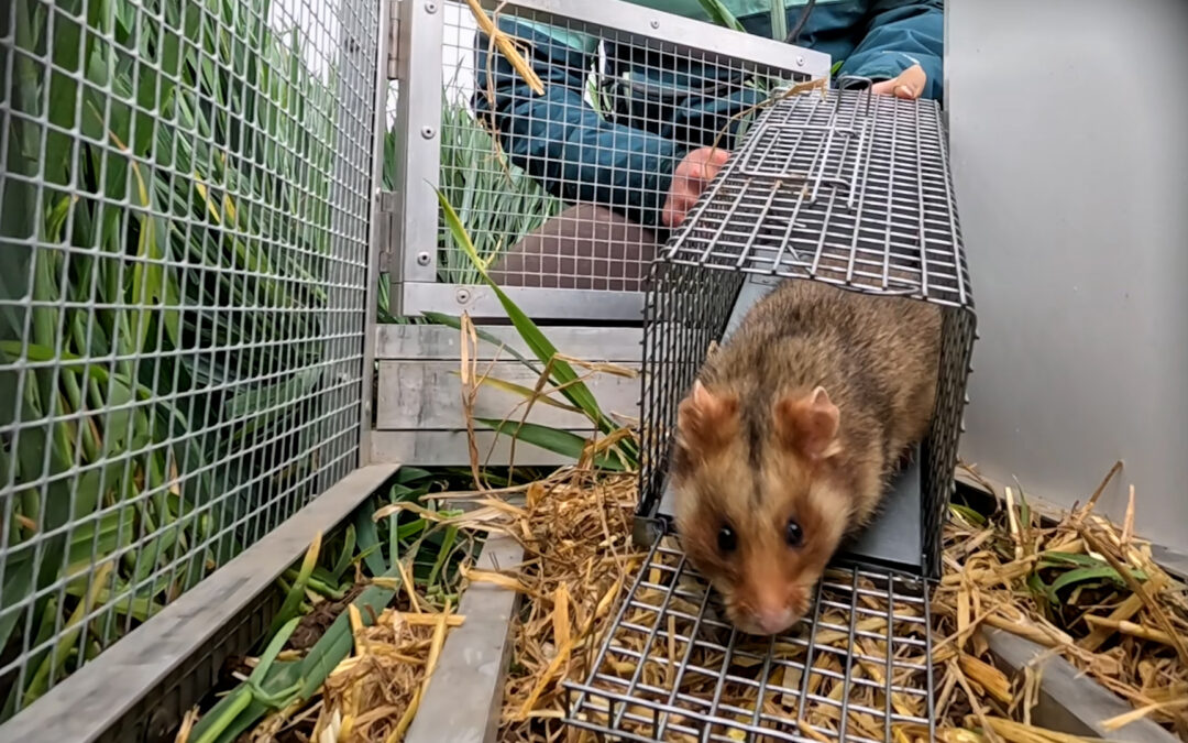 Frankfurt wildert Hamster aus