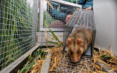 Frankfurt wildert Hamster aus