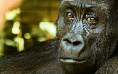 Neue Gorillas im Frankfurter Zoo