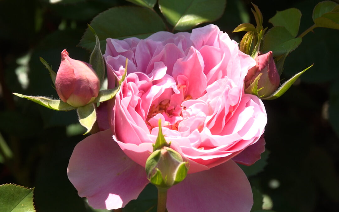 Rosenblüte in Zweibrücken