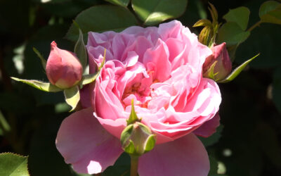 Rosenblüte in Zweibrücken