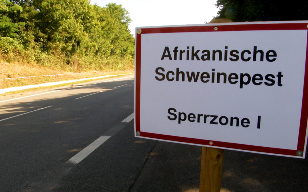 Zwei Jahre Schweinepest in Hessen