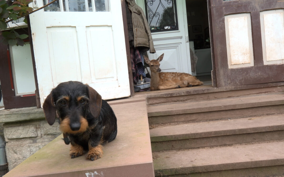 Tierische Freundschaft: Dackel adoptiert Rehkitz