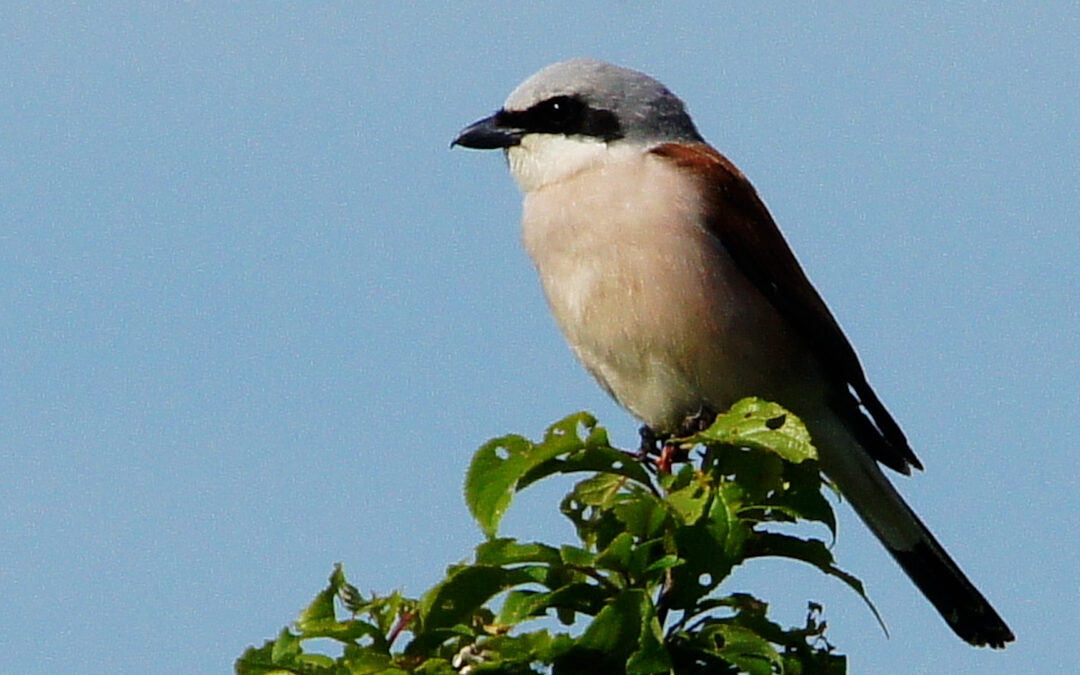 Trendhobby „Birding“