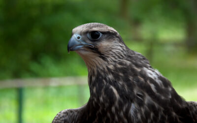 Neue Jungfalken an der Greifenwarte Edersee