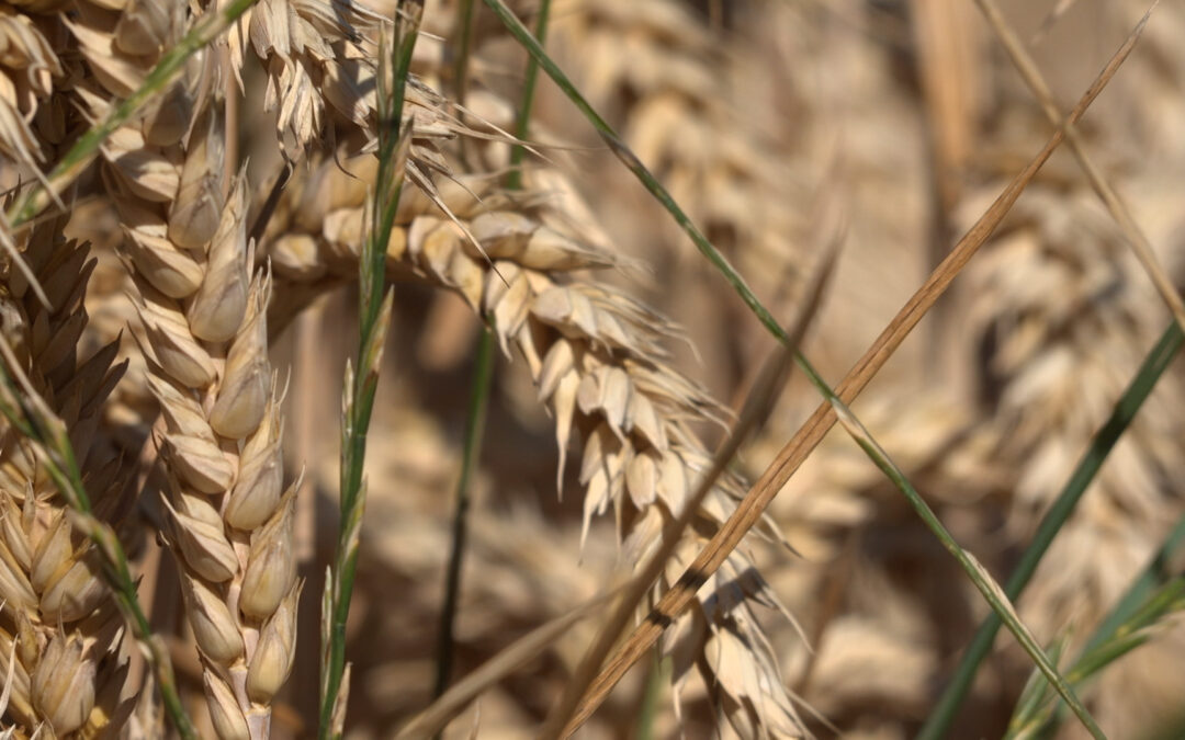 Landwirte klagen über Trockenheit – Hessischer Bauernverband zieht Erntebilanz