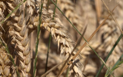Landwirte klagen über Trockenheit – Hessischer Bauernverband zieht Erntebilanz