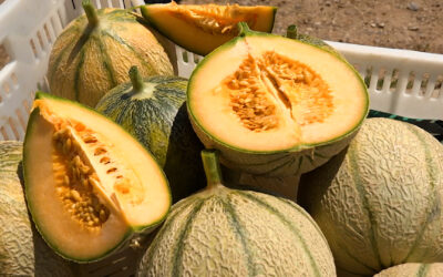 In der Pfalz wachsen jetzt süße Zuckermelonen