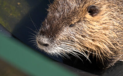 Alles kahl gefressen – Nutria-Plage bei Landwirt in der Westpfalz