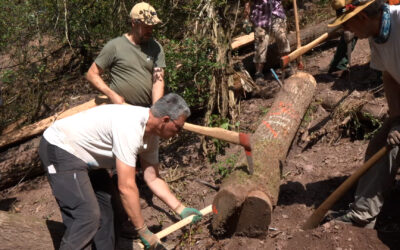 Dürre im Wald: Förster erproben Wasserrückhaltung im nordpfälzischen Meckenbach