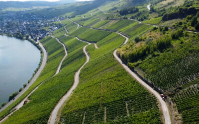 Steillagenweinbau an der Mosel: Immer mehr Winzer geben auf