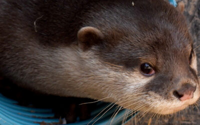 Neues Ottergehege im Zoo Kaiserslautern