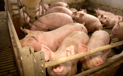 Wie klappt die Eindämmung der Schweinepest?