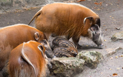 Quirliger Nachwuchs: Vier Pinselohrferkel toben durch den Opelzoo