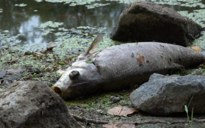 Hunderte Tote Fische im Altrhein – Niedrigwasser entzieht Lebensgrundlage